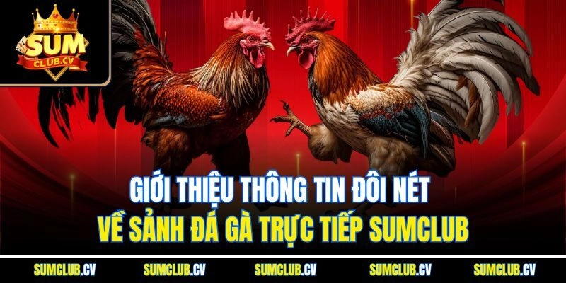 Giới thiệu thông tin đôi nét về sảnh đá gà trực tiếp Sumclub